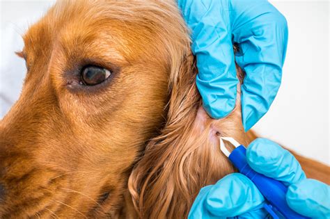 traitement maladie de lyme chien